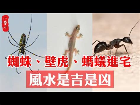 四腳蛇入屋風水|四腳蛇風水吉凶預測